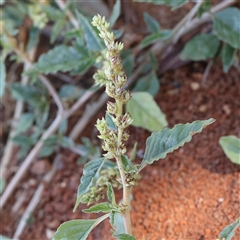 Unidentified Other Wildflower or Herb at Fyshwick, ACT - 19 Jan 2025 by ConBoekel