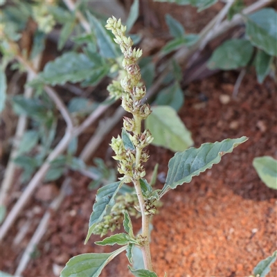 Amaranthus sp. (Amaranth) at Fyshwick, ACT - 20 Jan 2025 by ConBoekel