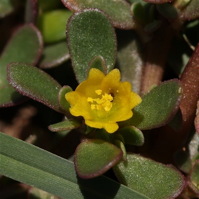 Portulaca oleracea (Munyeroo ,Pigweed, Purslane) at Fyshwick, ACT - 20 Jan 2025 by ConBoekel