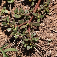 Portulaca oleracea at Fyshwick, ACT - 20 Jan 2025 10:07 AM