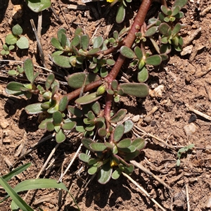 Portulaca oleracea at Fyshwick, ACT - 20 Jan 2025 10:07 AM