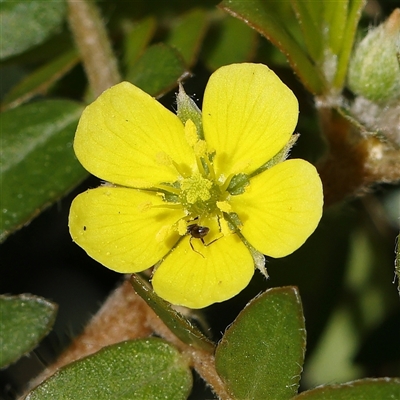 Unidentified Other Wildflower or Herb at Fyshwick, ACT - 19 Jan 2025 by ConBoekel