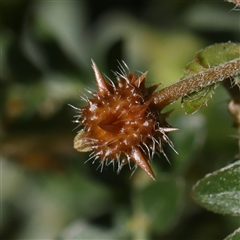 Tribulus terrestris at Fyshwick, ACT - 20 Jan 2025 10:23 AM