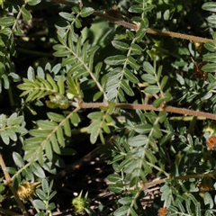 Tribulus terrestris at Fyshwick, ACT - 20 Jan 2025 10:23 AM