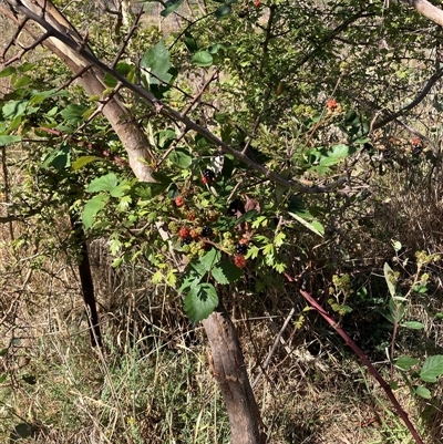 Rubus fruticosus species aggregate at Watson, ACT - 16 Jan 2025 by waltraud