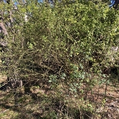 Rosa sp. (A Wild Rose) at Kenny, ACT - 17 Jan 2025 by waltraud