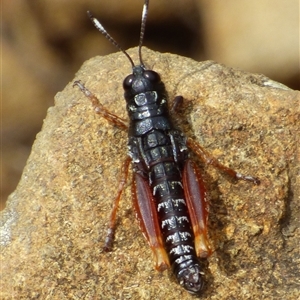 Tasmanalpina clavata (Tasmanian Velvet Grasshopper) at Southwest, TAS by VanessaC