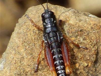 Tasmanalpina clavata (Tasmanian Velvet Grasshopper) at Southwest, TAS - 19 Jan 2025 by VanessaC