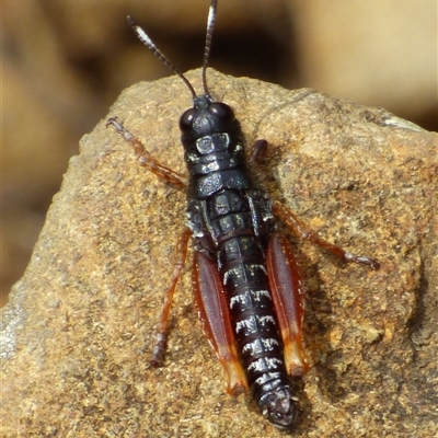 Tasmanalpina clavata (Tasmanian Velvet Grasshopper) at Southwest, TAS - 19 Jan 2025 by VanessaC