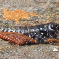 Tasmanalpina clavata at Southwest, TAS - 19 Jan 2025 12:48 PM