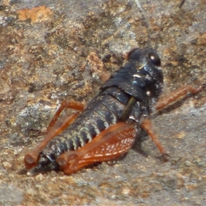 Tasmanalpina clavata at Southwest, TAS - 19 Jan 2025 12:48 PM