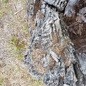 Papyrius sp. (genus) at Symonston, ACT - suppressed