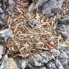 Papyrius sp. (genus) at Symonston, ACT - suppressed