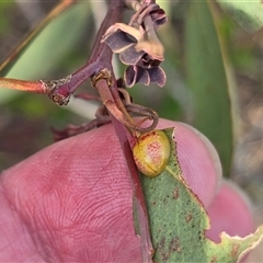 Paropsisterna fastidiosa (Eucalyptus leaf beetle) at Symonston, ACT - 20 Jan 2025 by Mike