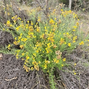 Chrysocephalum semipapposum (Clustered Everlasting) at Symonston, ACT by Mike