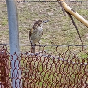 Cracticus torquatus at Symonston, ACT - 20 Jan 2025 06:12 PM