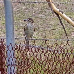 Cracticus torquatus at Symonston, ACT - 20 Jan 2025 06:12 PM