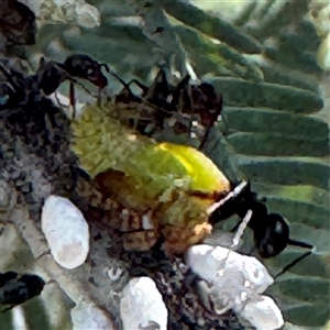 Fulgoroidea (superfamily) at Russell, ACT - 20 Jan 2025 05:04 PM