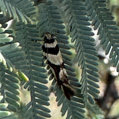 Macrobathra aphristis at Russell, ACT - 20 Jan 2025 by Hejor1