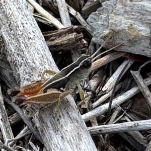 Phaulacridium vittatum (Wingless Grasshopper) at Russell, ACT by Hejor1