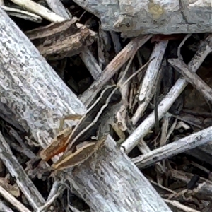 Phaulacridium vittatum at Russell, ACT - 20 Jan 2025 05:00 PM