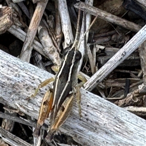 Phaulacridium vittatum at Russell, ACT - 20 Jan 2025 05:00 PM