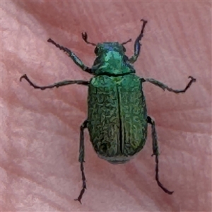 Diphucephala sp. (genus) at Russell, ACT by Hejor1