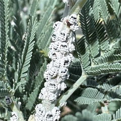 Melanococcus albizziae (Acacia Mealybug) at Russell, ACT - 20 Jan 2025 by Hejor1