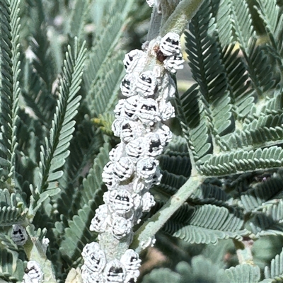 Melanococcus albizziae (Acacia Mealybug) at Russell, ACT - 20 Jan 2025 by Hejor1