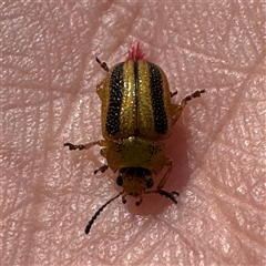 Calomela vittata (Acacia leaf beetle) at Russell, ACT - 20 Jan 2025 by Hejor1