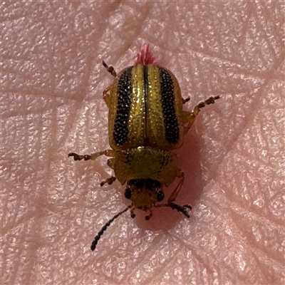Calomela vittata (Acacia leaf beetle) at Russell, ACT - 20 Jan 2025 by Hejor1
