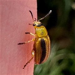 Calomela juncta at Russell, ACT - 20 Jan 2025 04:53 PM