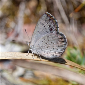 Erina hyacinthina at Jingera, NSW by DPRees125