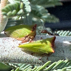 Sextius virescens (Acacia horned treehopper) at Russell, ACT - 20 Jan 2025 by Hejor1