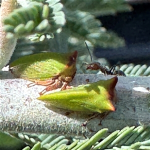 Sextius virescens at Russell, ACT by Hejor1