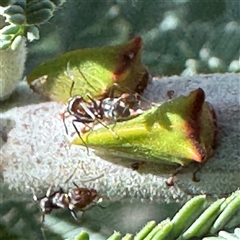 Sextius virescens at Russell, ACT - 20 Jan 2025 04:52 PM