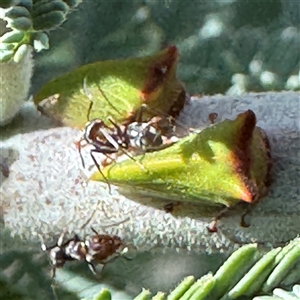 Sextius virescens at Russell, ACT - 20 Jan 2025 04:52 PM