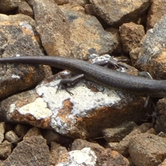 Lampropholis delicata at Southwest, TAS - 19 Jan 2025 by VanessaC