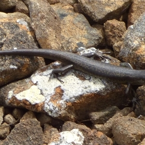 Lampropholis delicata at Southwest, TAS by VanessaC