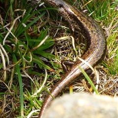 Unidentified Skink at Southwest, TAS - 19 Jan 2025 by VanessaC