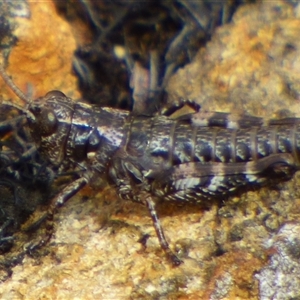 Tasmaniacris tasmaniensis (tasmanian grasshopper) at Southwest, TAS by VanessaC