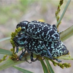 Chrysolopus spectabilis (Botany Bay Weevil) at Kambah, ACT - 20 Jan 2025 by HelenCross