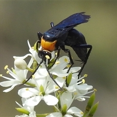 Ferreola handschini (Orange-collared Spider Wasp) at Kambah, ACT - 20 Jan 2025 by HelenCross