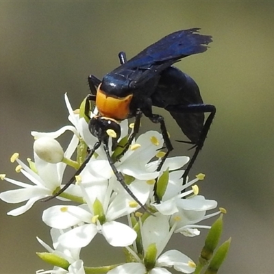 Ferreola handschini (Orange-collared Spider Wasp) at Kambah, ACT - 20 Jan 2025 by HelenCross