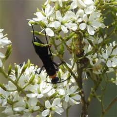 Ferreola handschini at Kambah, ACT - 20 Jan 2025 03:54 PM