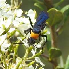 Ferreola handschini at Kambah, ACT - 20 Jan 2025 03:54 PM