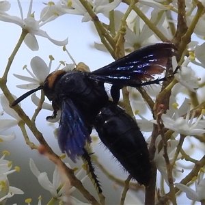 Ferreola handschini at Kambah, ACT - 20 Jan 2025 03:54 PM