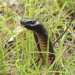 Pseudechis porphyriacus (Red-bellied Black Snake) at Kambah, ACT - 20 Jan 2025 by HelenCross