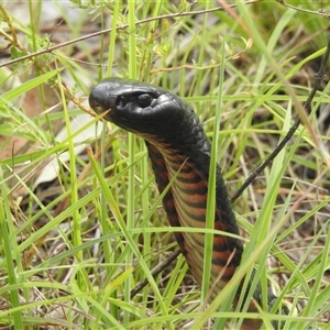 Pseudechis porphyriacus (Red-bellied Black Snake) at Kambah, ACT by HelenCross