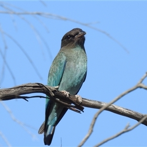 Eurystomus orientalis (Dollarbird) at Kambah, ACT by HelenCross